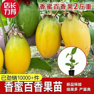 
New large fruit honey papaya golden passion fruit seedlings Taiwan improved passion fruit seedlings four seasons potted plants with current year results