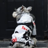 Дорог собака маленькая собака Тедди Корги на четыре фута водонепроницаем