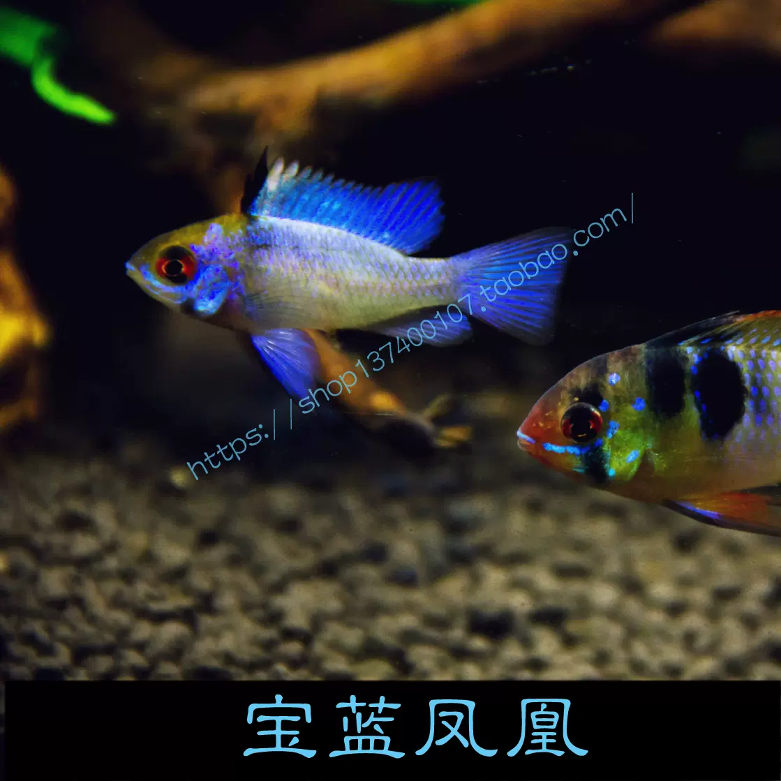 寶藍鳳凰魚藍星波子短鯛小型淡水魚寶藍鳳凰球熱帶觀賞魚活體