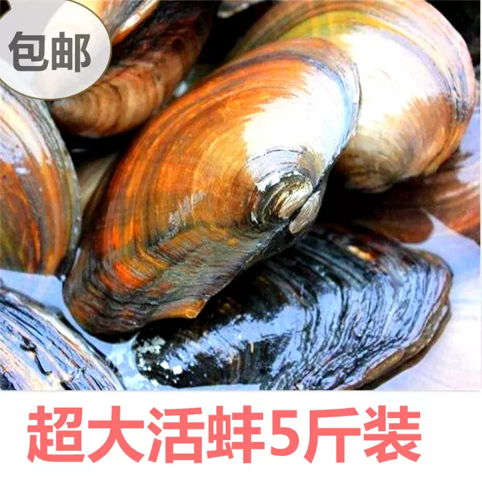 河蚌野生新鮮河蛤蜊河蚌肉池蚌殼鳥貝活體淡水