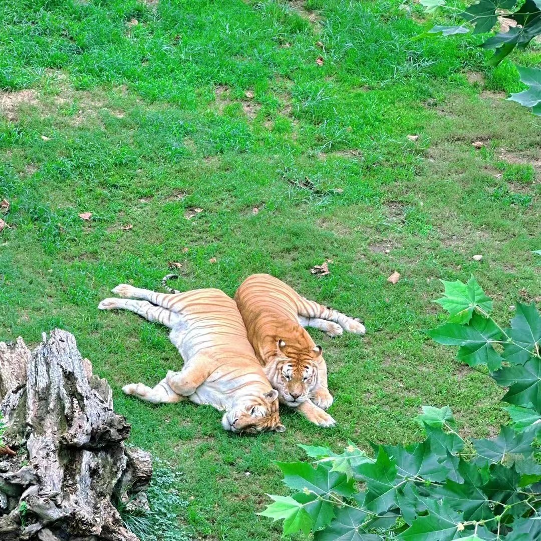 【烟威周边游】烟台出发-威海西霞口神雕山野生动物园一日游