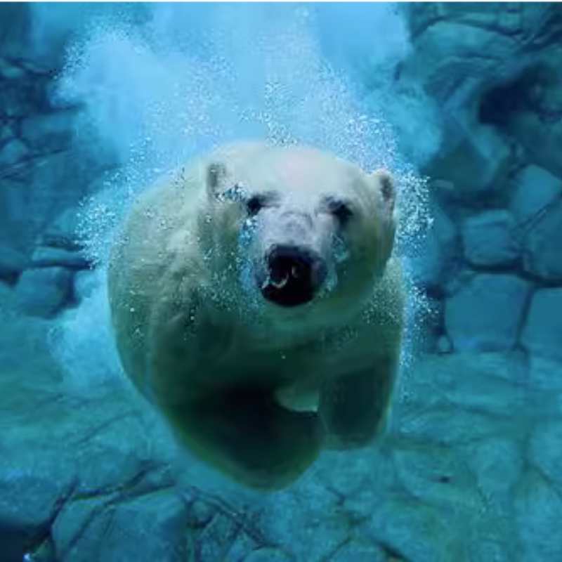 山东烟台蓬莱阁+海洋极地世界一日游【仙境蓬莱·海洋生物世界】