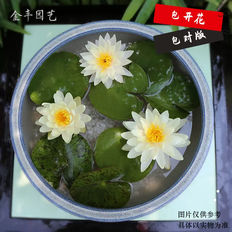 金豐園藝品種 佛羅裏達大型睡蓮淡橘色 耐寒水培室內植物