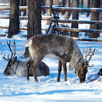 【呼伦之恋·林深见鹿 】呼伦雪原+冷极村落+兴安驯鹿+套娃城堡