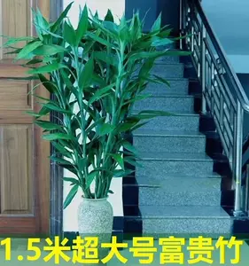 thick rod large plant Latest Best Selling Praise Recommendation