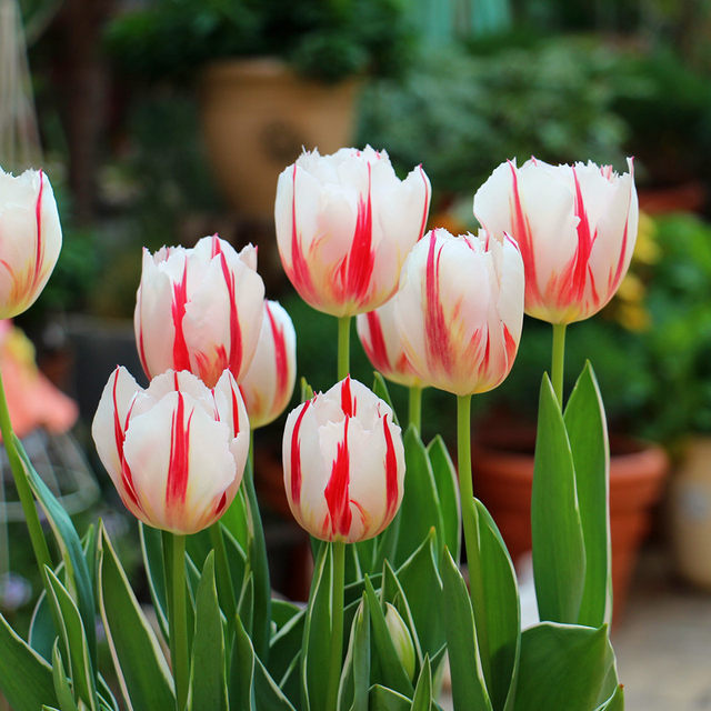 Liyou 10 tulip bulbs, natural bulb flowers, autumn, winter, spring, cold-resistant potted plants, four-season soil hydroponic seeds