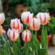Liyou 10 tulip bulbs, natural bulb flowers, autumn, winter, spring, cold-resistant potted plants, four-season soil hydroponic seeds