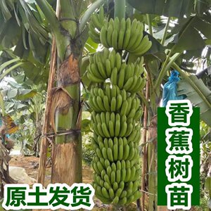 Banana tree seedlings potted planting grain powder banana cold -resistant dwarf banana seedlings south south northern four seasons courtyard fruit saplings