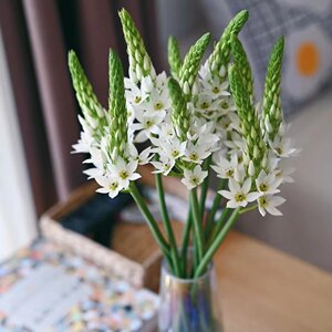 
Fresh Sacred Heart Lily, fresh-cut flowers, non-breasted plum, water-cultured indoor decoration, seasonal flowers, living room flower arrangement, Yunnan straight hair