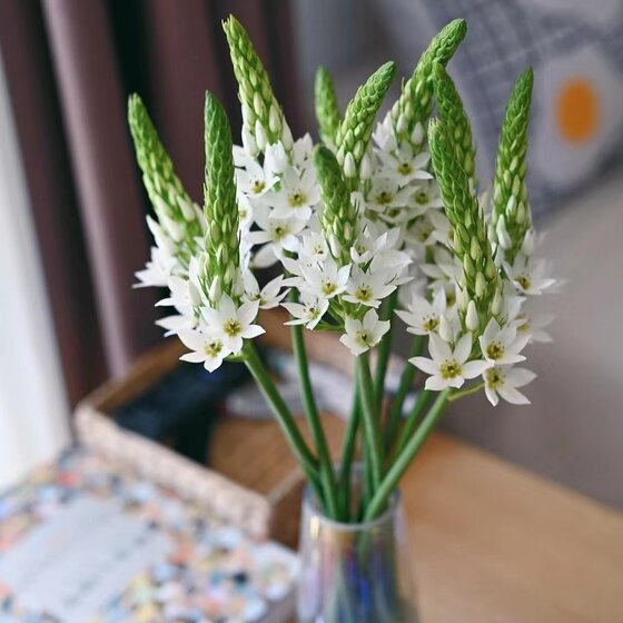 
Fresh Sacred Heart Lily, fresh-cut flowers, non-breasted plum, water-cultured indoor decoration, seasonal flowers, living room flower arrangement, Yunnan straight hair