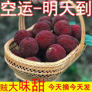 
Fresh bayberry, Dongkui big bayberry, freshly picked Wenzhou bayberry, seasonal fruit for pregnant women, vacuum packed, SF free shipping