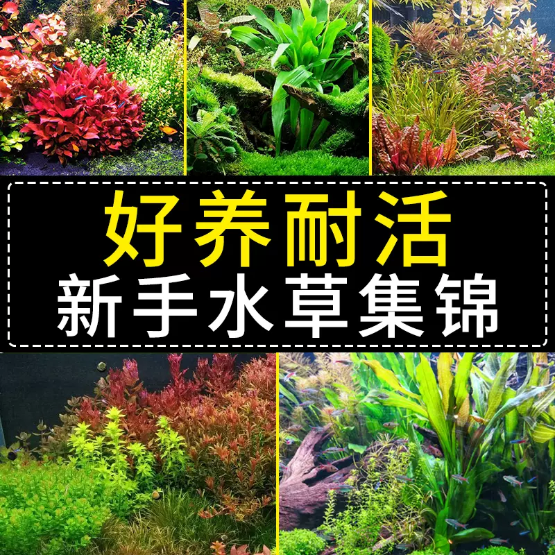 新手水草入门级懒人生态造景羽毛水榕牛毛莫斯增