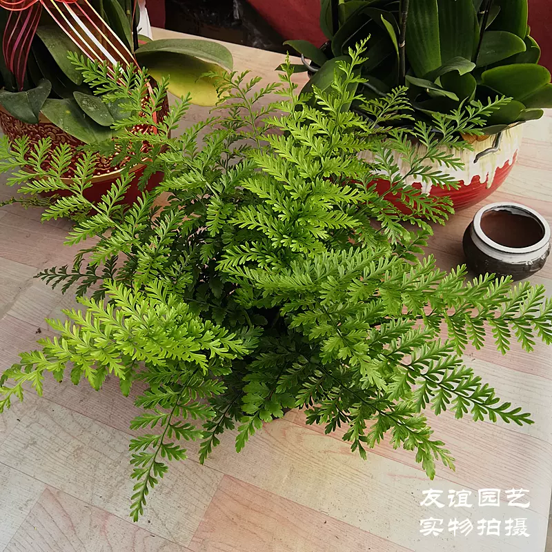 进口澳洲宝石蕨类植物耐寒盆栽吉姆蕨网红室内皮实好养 进口澳洲宝石蕨类植物耐寒盆栽吉姆蕨网红室内皮实好养