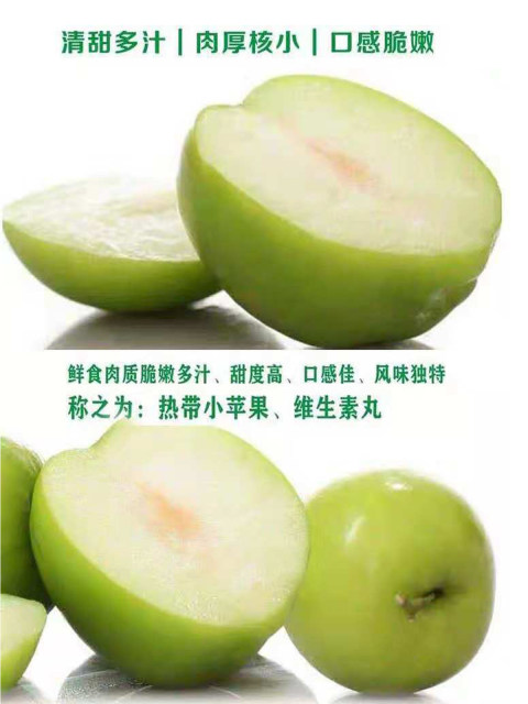 Taiwan's jujube fruit tree seedlings Gaolang dates grafted seedlings southern planting courtyard four seasons of potted land planting results of the year
