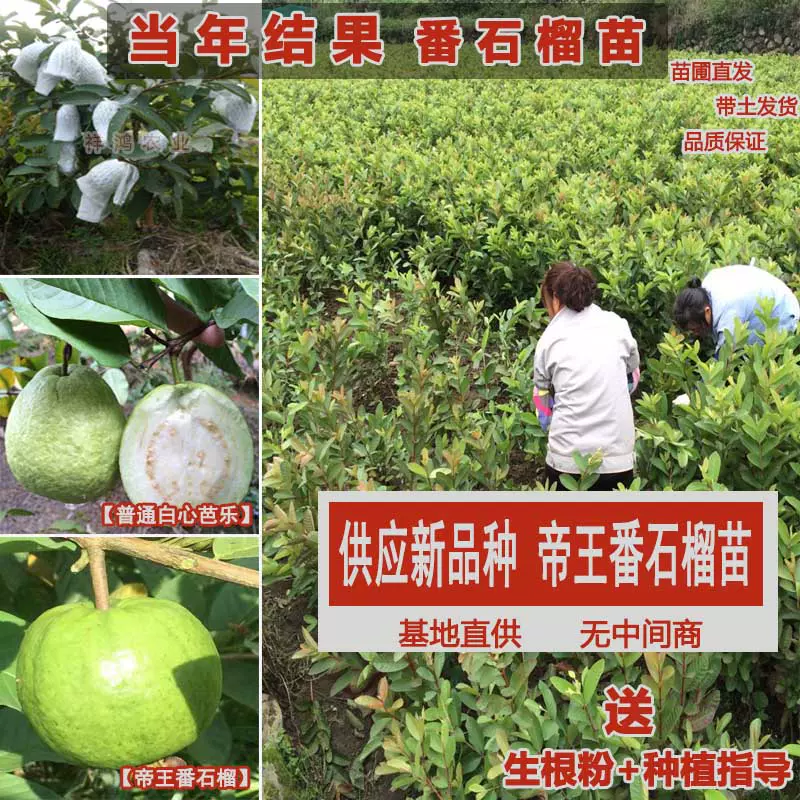 River フラワー・ガーデニング 台湾グアバ取木苗木 番石榴 芭乐 バンシル