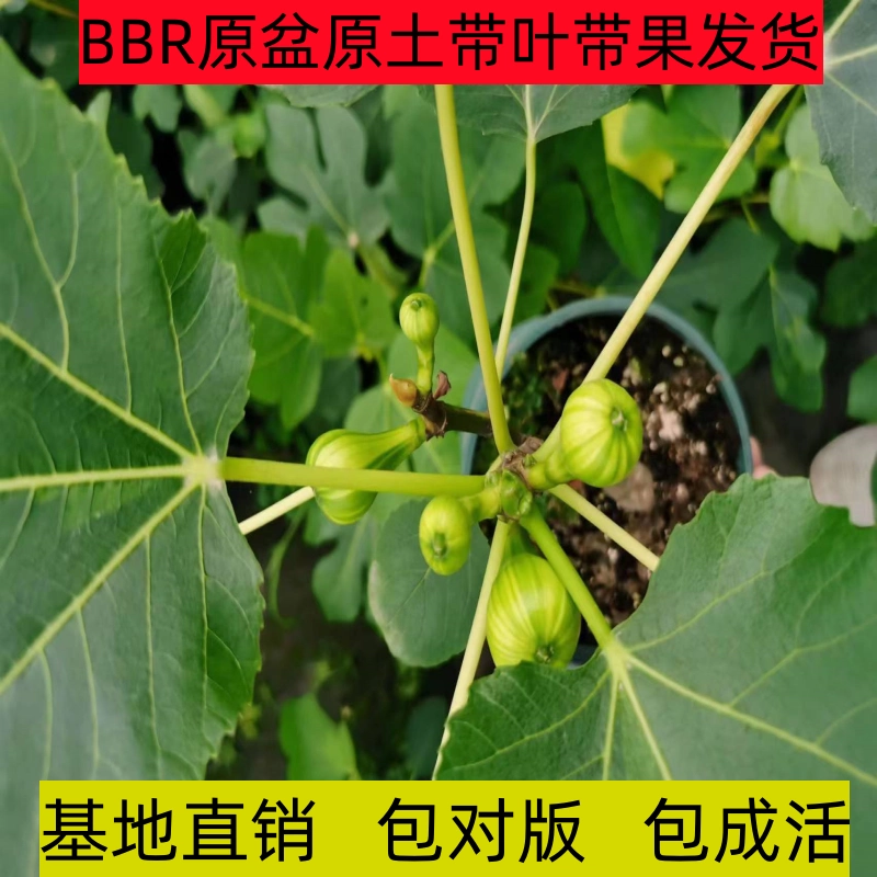 寒蘭-004　609-4H　紅無点×渚　苗　交配種 寒蘭-004 609-4H 紅無点×渚 苗 交配種 - メルカリ