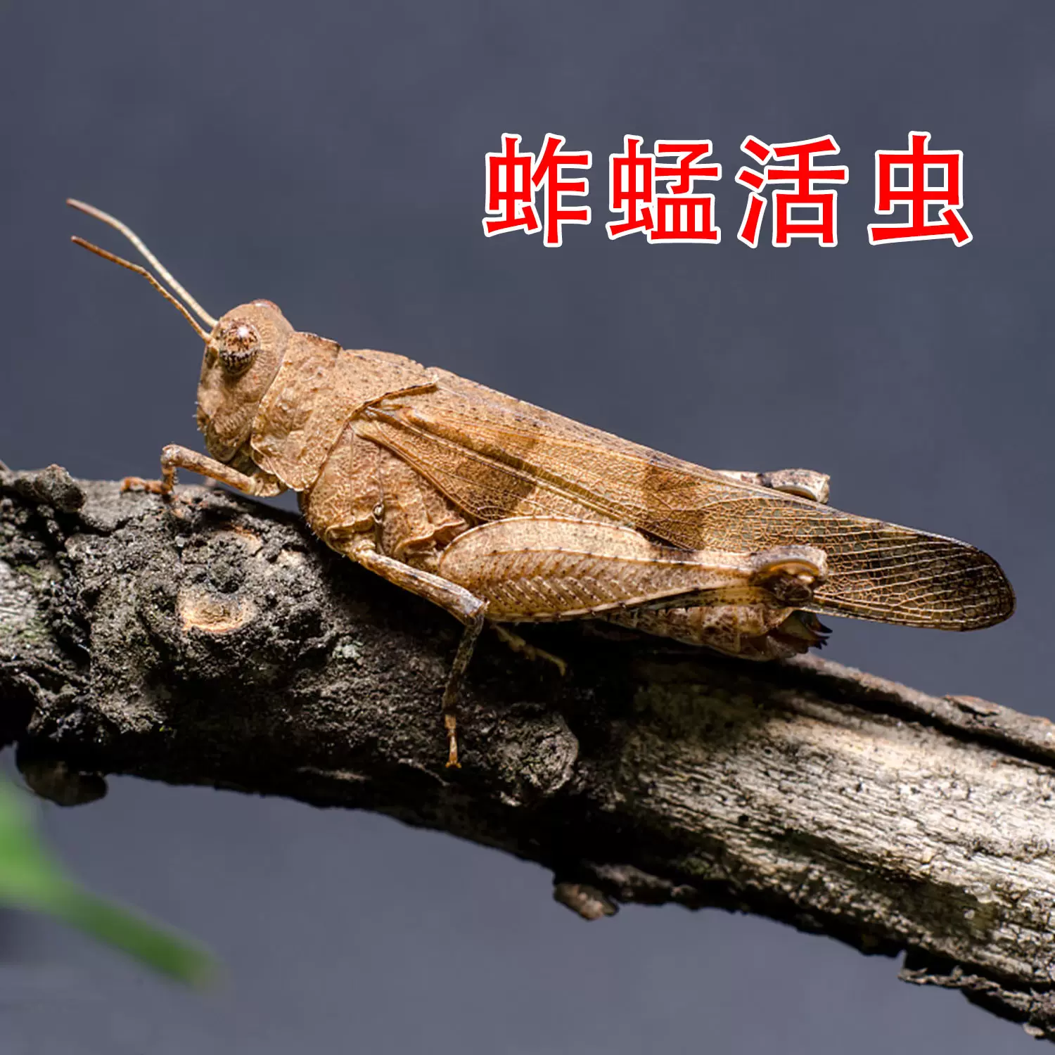 活蟲螞蚱活體東亞飛蝗蝗蟲蚱蜢畫眉鳥食爬蟲龜寵物飼料