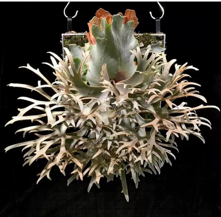 P. willinckii nano sporeling