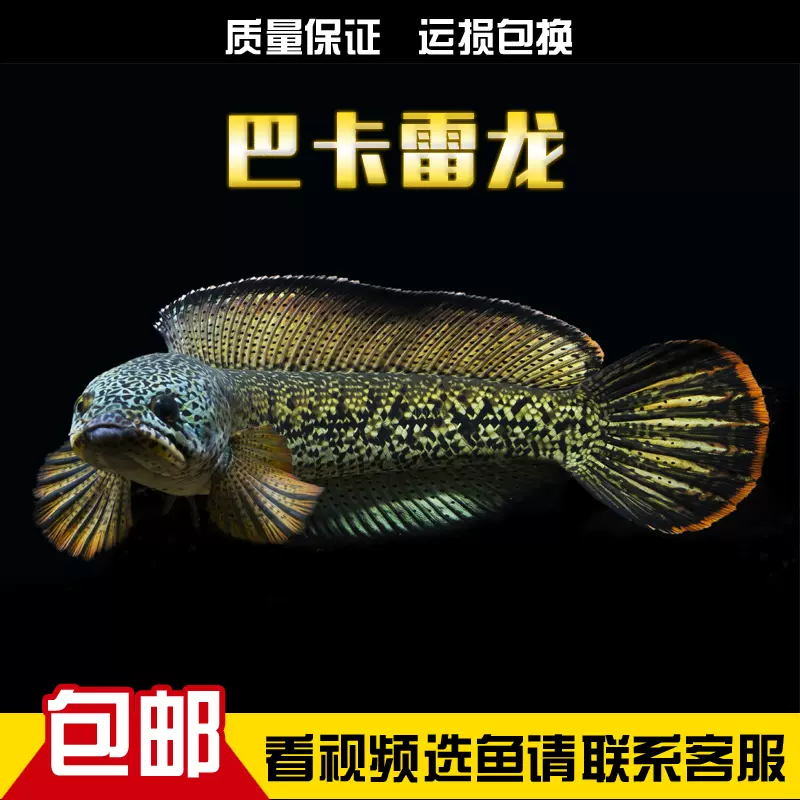 祥霖水族大型肉食觀賞魚巴卡電龍鱧科風水魚夢幻電