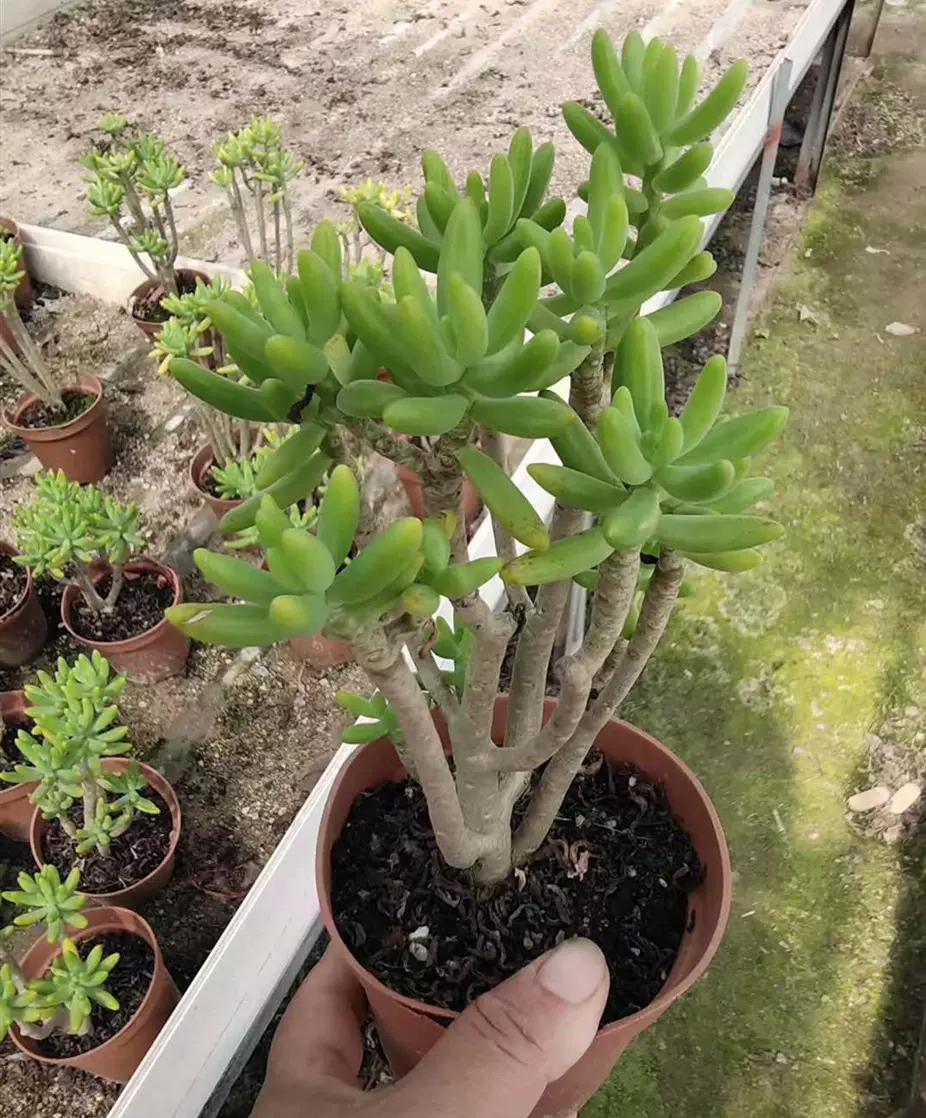 原始八千代超大组合盆栽多头大老桩芳香类多肉植物迷你盆栽