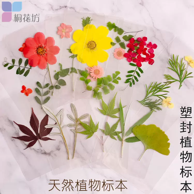 塑封植物标本天然真树叶干花叶子透明过塑幼儿学生挂墙装饰