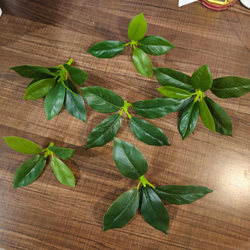 Single Piece Artificial Gray Leaf Fig Tree Leaf Plastic Fake Green Leaf Large Tree Dead Branch DIY Decoration Fake Leaves Green Leaves