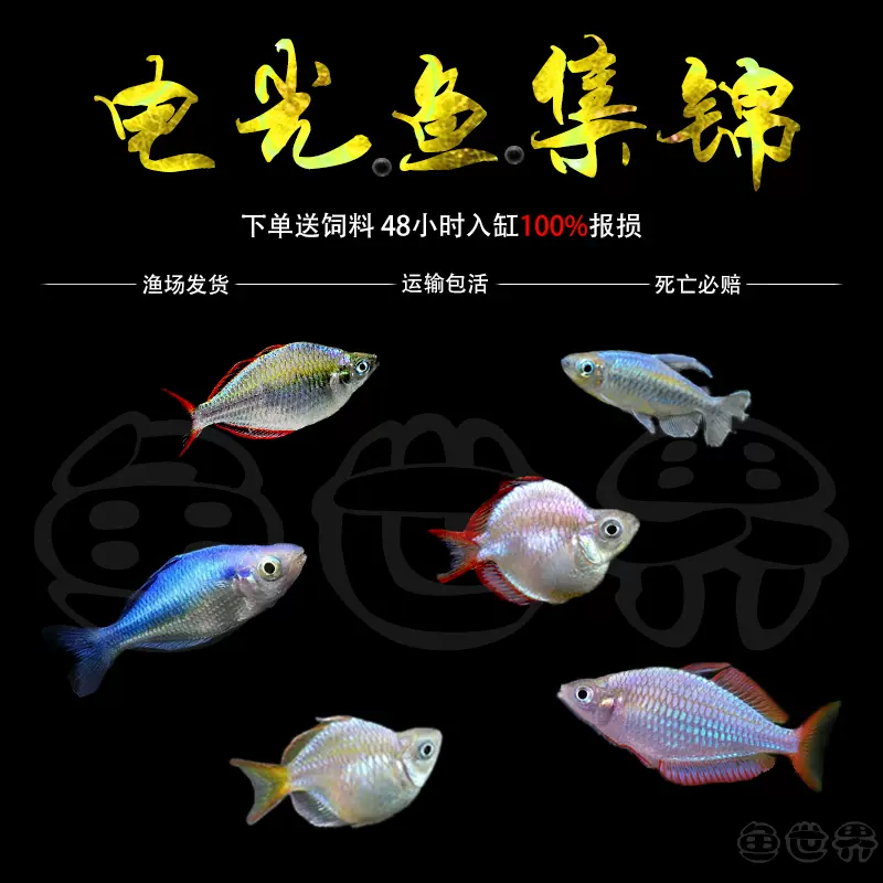 熱帶觀賞魚電光美人藍美人剛果蘋果美人草缸混養小型魚淡水魚包郵 Taobao