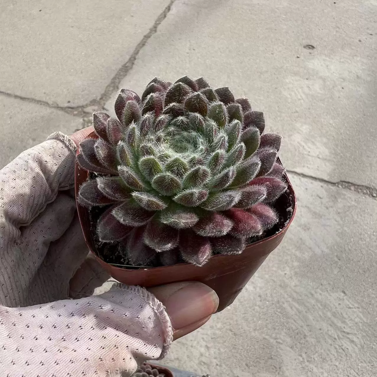 优雅多肉植物长生草稀有品种办公室阳台绿植花卉盆栽涵涵肉多多