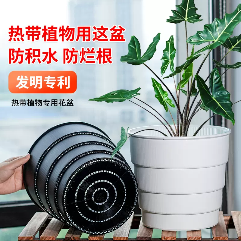美莳热植专用花盆秋海棠彩叶芋萨利安海芋白色
