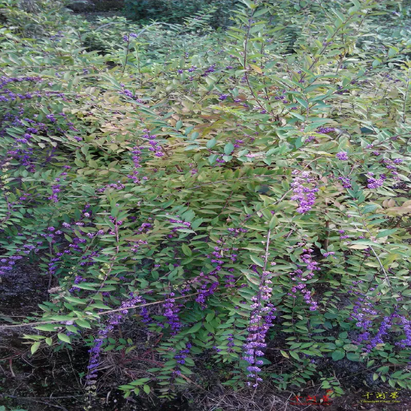 马鞭草珍珠子紫珠白棠子树苗中野草材苗木果实鲜艳