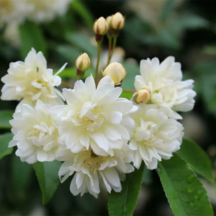 木香花庭院阳台攀援爬藤植物蔷薇苗十里香盆栽白木香花带