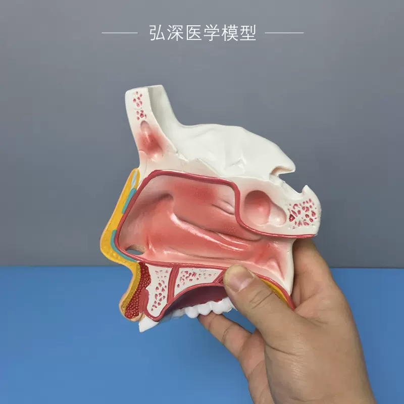 新品販売 鼻腔解剖模型 自由研究・実験器具 - CONVERSADEQUINTALCOM