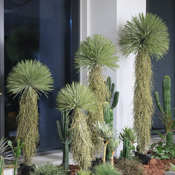Simulated Scarecrow Green Plant Potted Indoor Tropical Desert Artificial Tree Landscape Decoration Dragon Blood Tree Large Plant Ornament