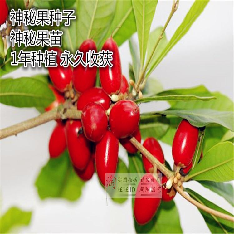 三亚神秘果种子 盆栽水果种子 精挑细选 颗粒饱满 发芽率高 包邮