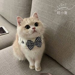 Cat Neck Scarf, Pet Collar, Bib, Saliva Towel, Knitted Neck Scarf, Decorative Bib, Cute Photo Prop for Dogs