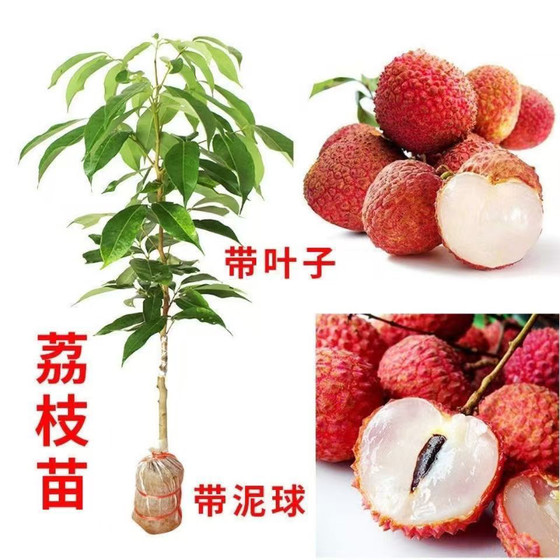 
New variety of lychee seedlings grafted seedlings Xianjin Fengfeizixiaogui flavor seedless glutinous rice cake high pressure courtyard lychee seedlings