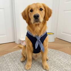 Large Golden Retriever Plaid Tie Dog Vest, Fashionable Pullover Style, Anti-Shedding, Super Cute, Prevents Shedding When Going Out for Large Dogs