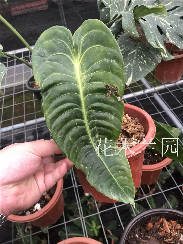 花叶植物带锦植物热带植物天南星科南美原种火鹤王