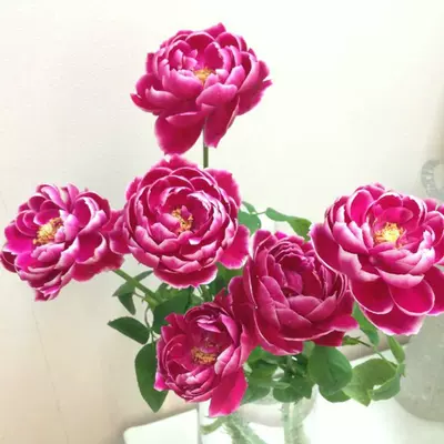 苏青园林日月玛丽玫瑰月季花灌木切花开花似牡丹的月季