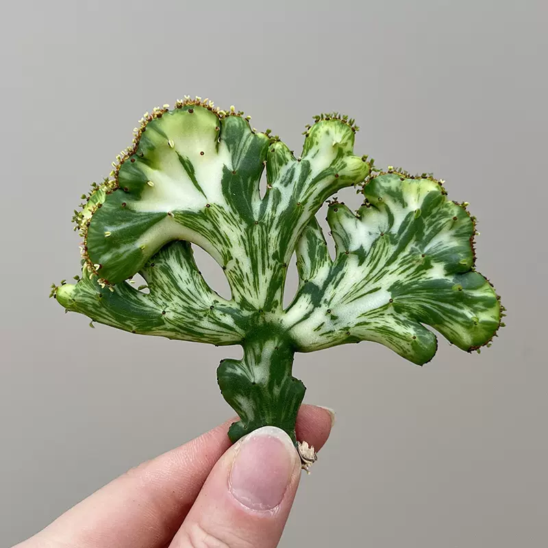 多肉植物アエオニウム ꕤ欧嘉麗法師錦ꕤ木立、大、長、太 足（植物員外 
