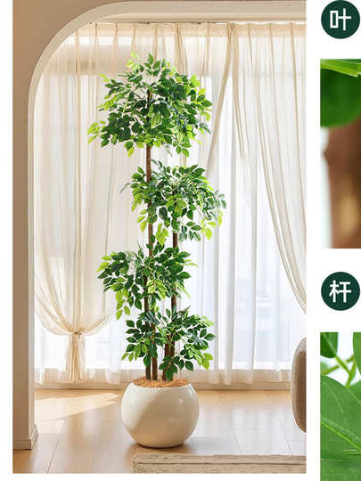 evergreen ivy plants Needlepoint Ivy main image 0
