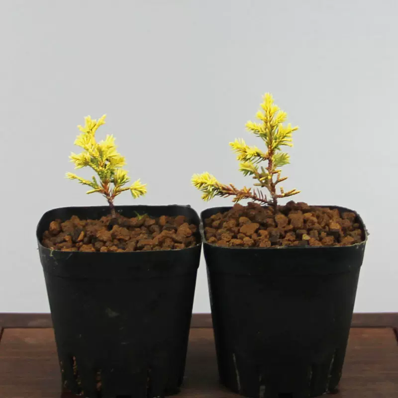 【中品　黄金真柏盆栽】　　　　　 ☆あっき☆ SALE，品質保証】 盆栽 黄金真柏