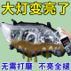 
Car headlight renovation and repair liquid tool set car light yellow lamp cover coating polishing oxidized sandpaper