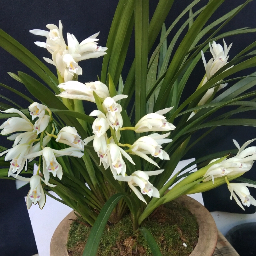 棕根雪兰宽叶香花办公阳台庭院绿植盆栽稀有兰花基地发 棕根雪兰宽叶香花办公阳台庭院绿植盆栽稀有兰花基地发