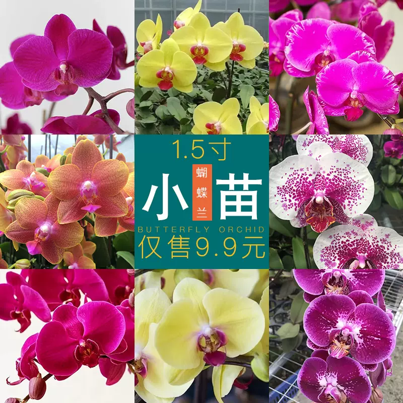 3.18号更新正宗对版蝴蝶兰花苗2.8寸中苗洋兰蝴蝶兰盆栽室内花-Taobao