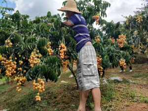 
Yunan Jiancheng large-fruit seedless yellow-skinned fruit saplings, large chicken heart fruit saplings, rock sugar pure sweet, grafted fruit saplings