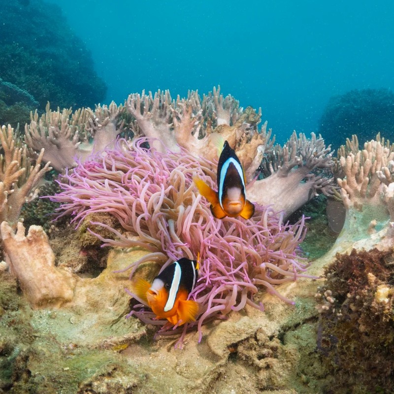 2人起一单一团 含机票海南三亚旅游西岛南山游艇出海5天4晚私家团