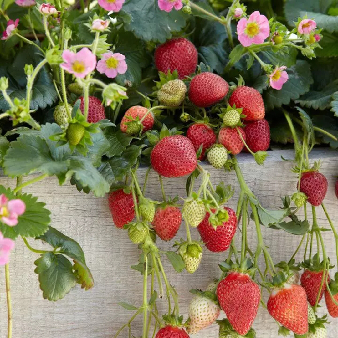 干货 如何在家中出美味可口的草莓 美优享 美丽优品分享好站 优品情报站