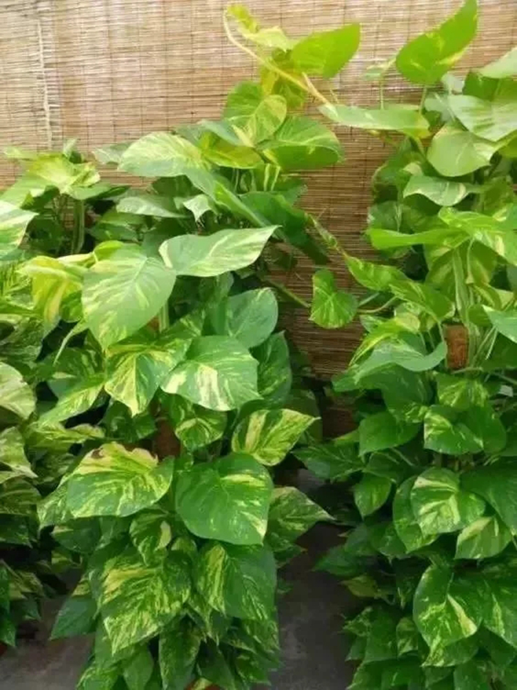 绿萝品种有点多,不仅会变色还有花纹!