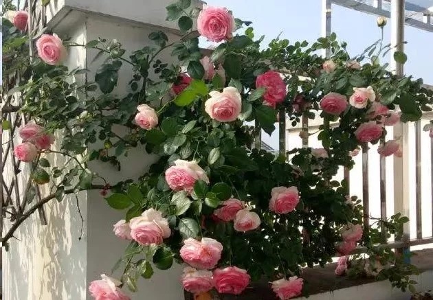 会开花又好养的围墙植物推荐 美优享 美丽优品分享好站 优品情报站